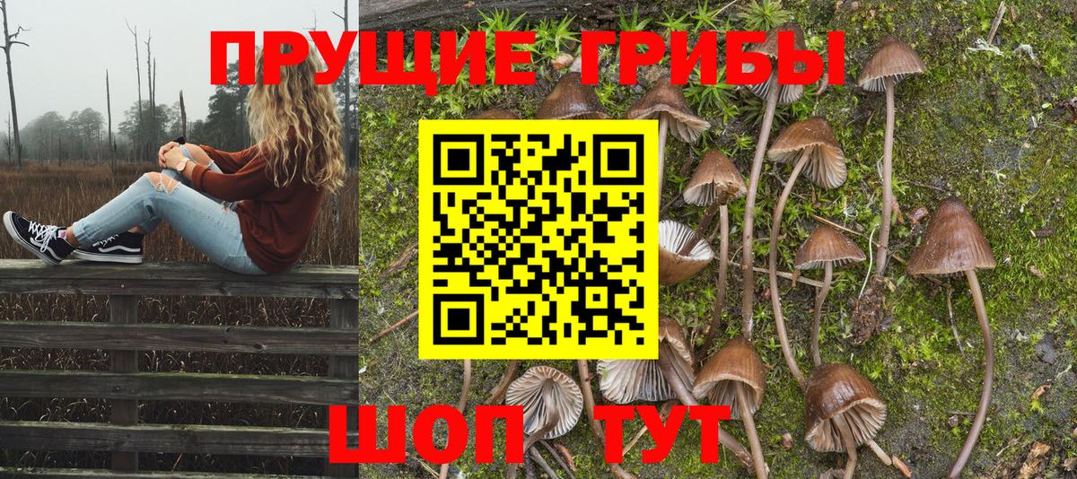 Кувандык  Псилоцибиновые грибы прущие грибы  Псилоцибиновые грибы Cubensis  Вход с VPN 